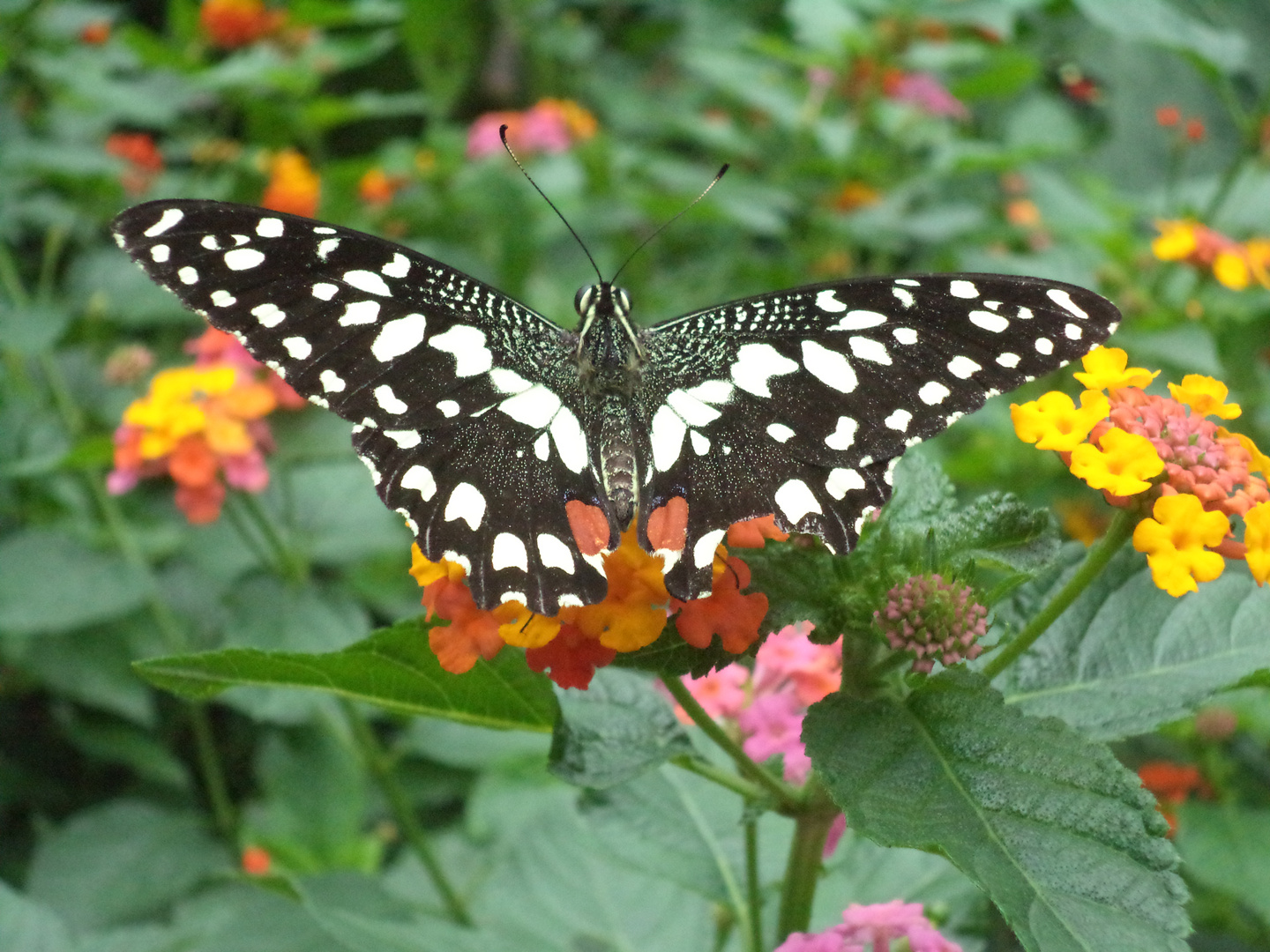 Schmetterling