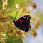 Schmetterling