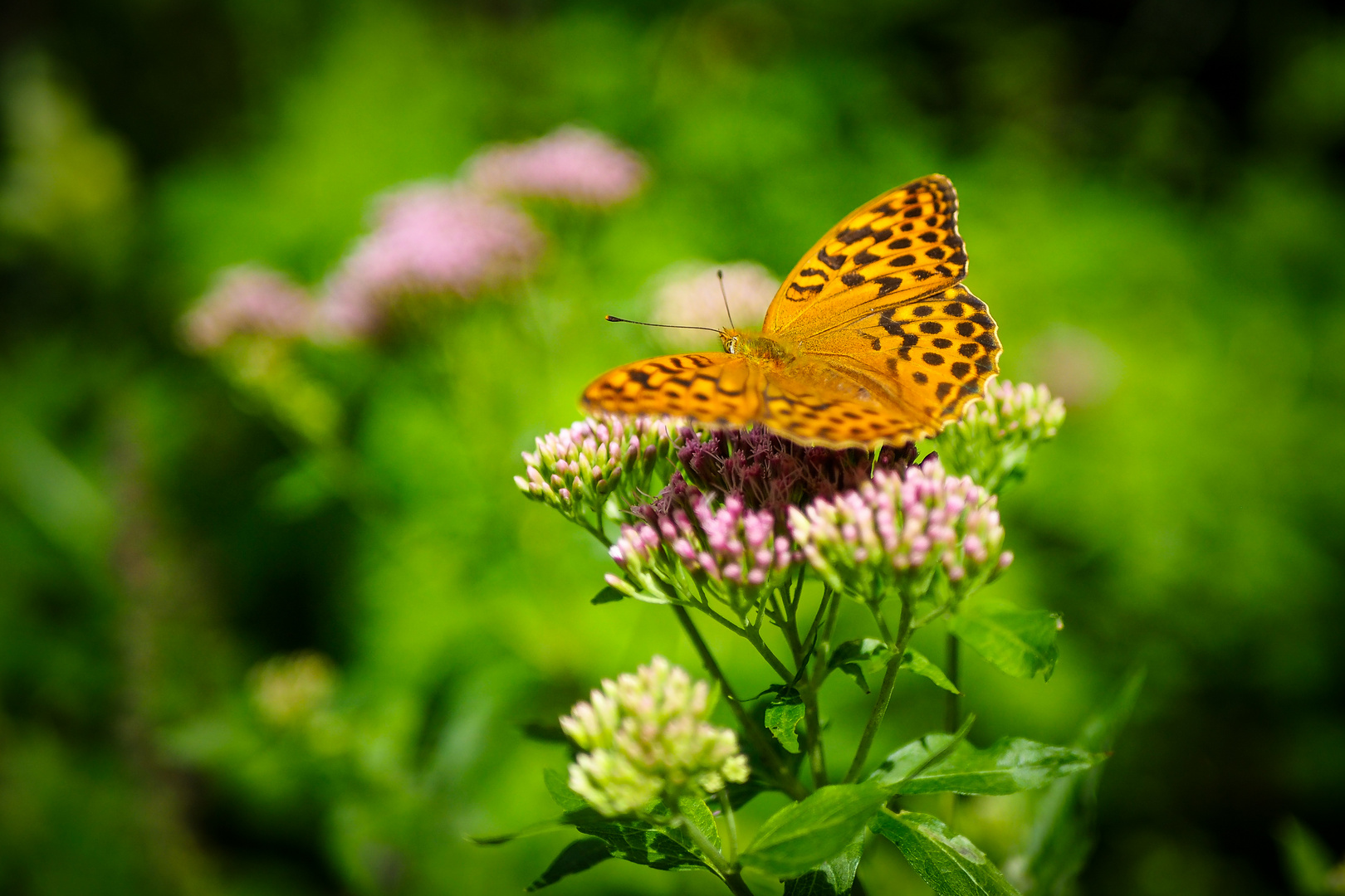 Schmetterling...