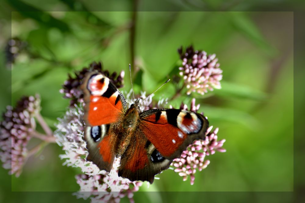 Schmetterling