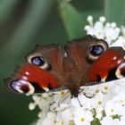 Schmetterling