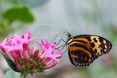 Schmetterling