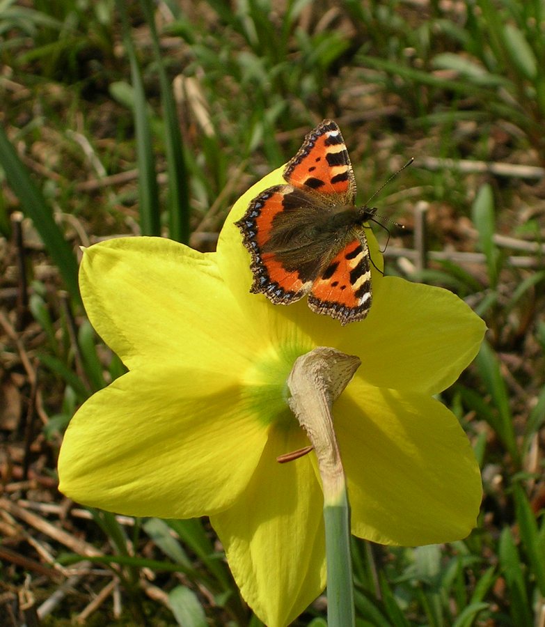 Schmetterling