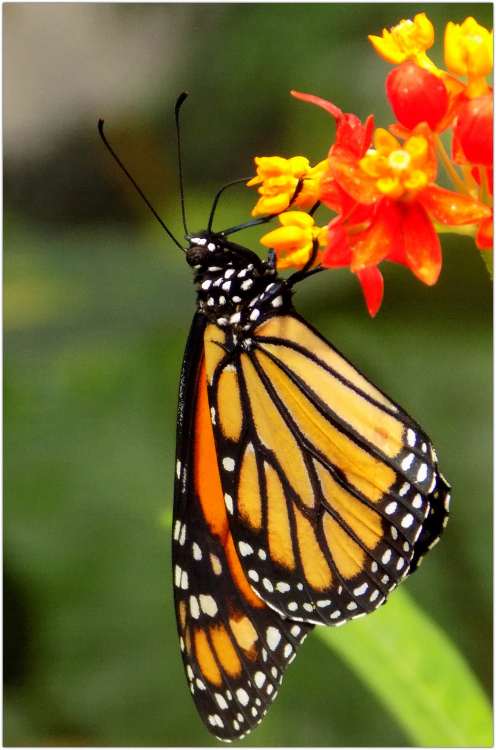 Schmetterling