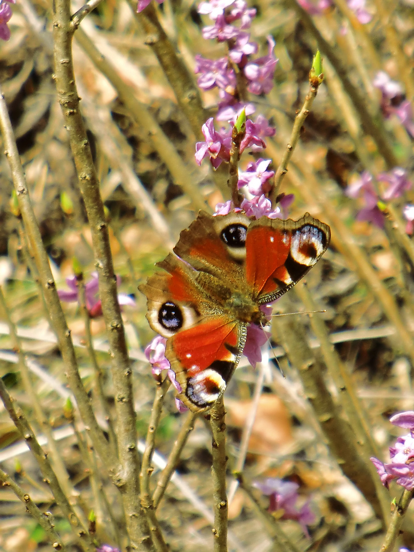 Schmetterling