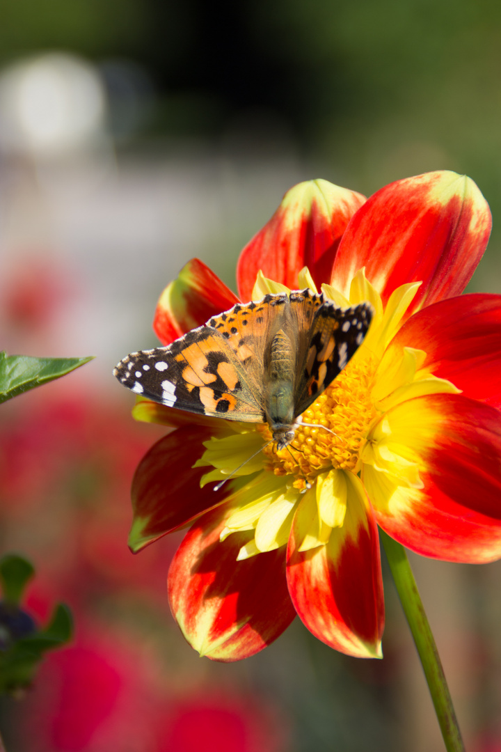 Schmetterling