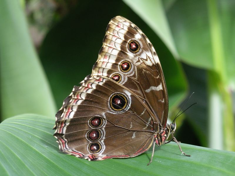 Schmetterling