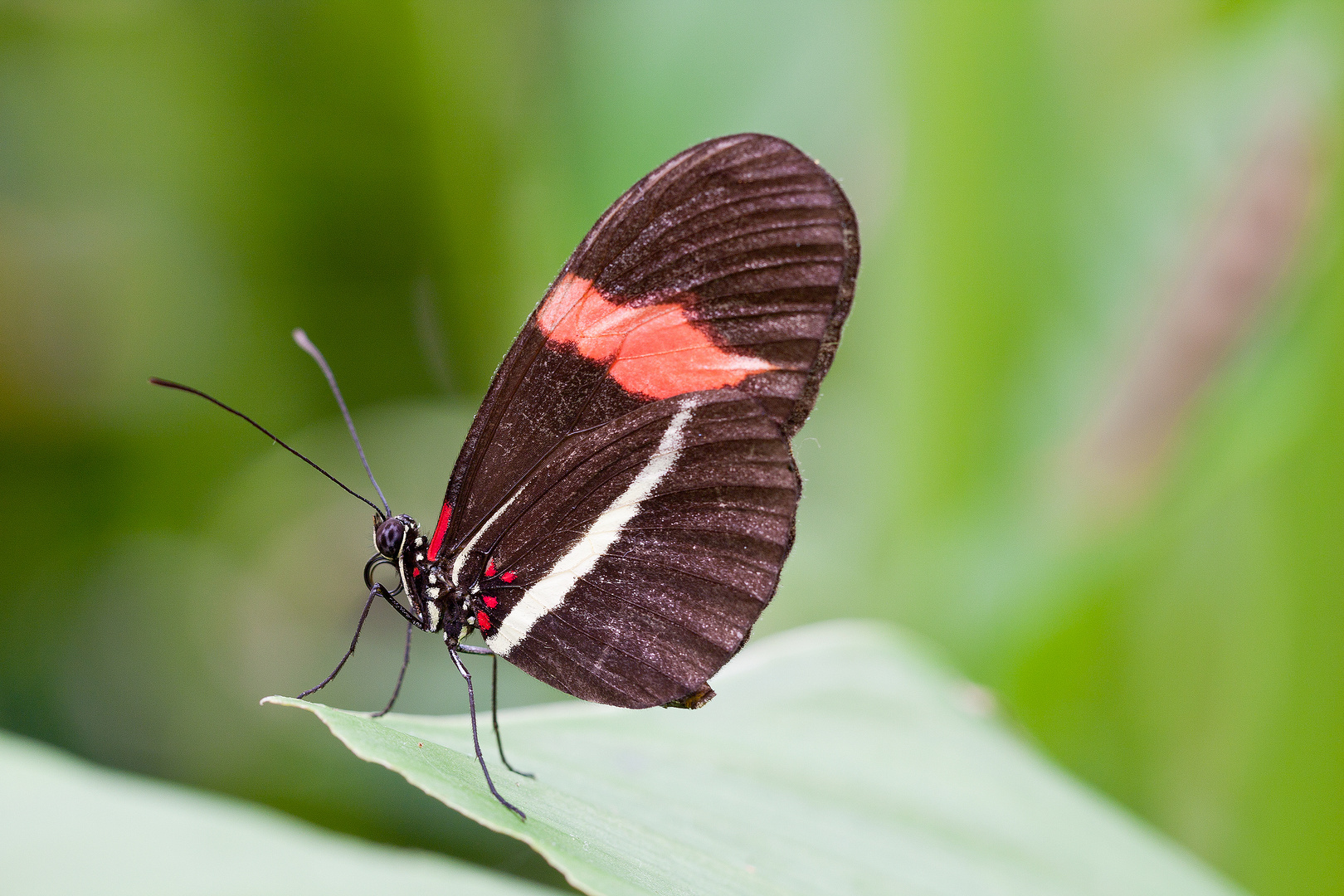 Schmetterling