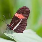 Schmetterling