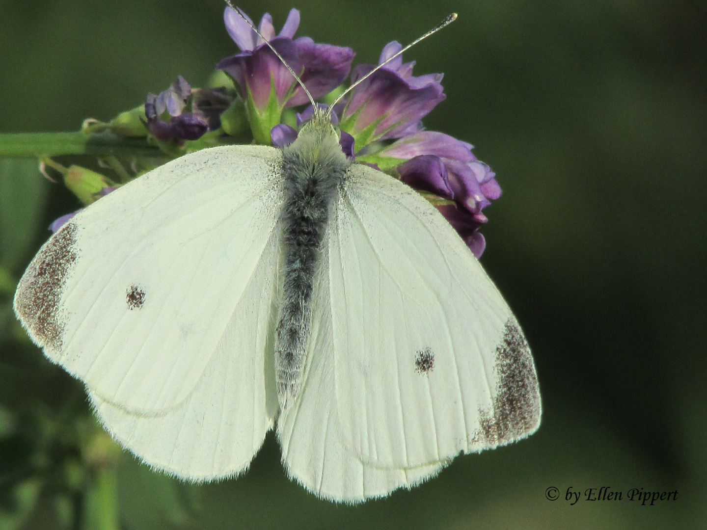 schmetterling