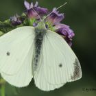 schmetterling