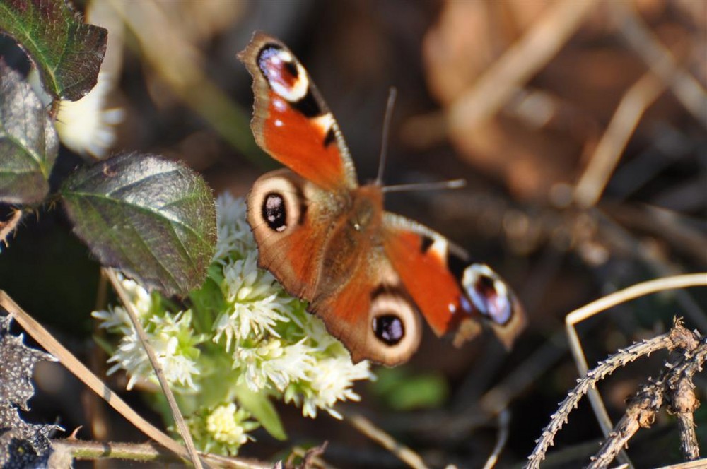 Schmetterling