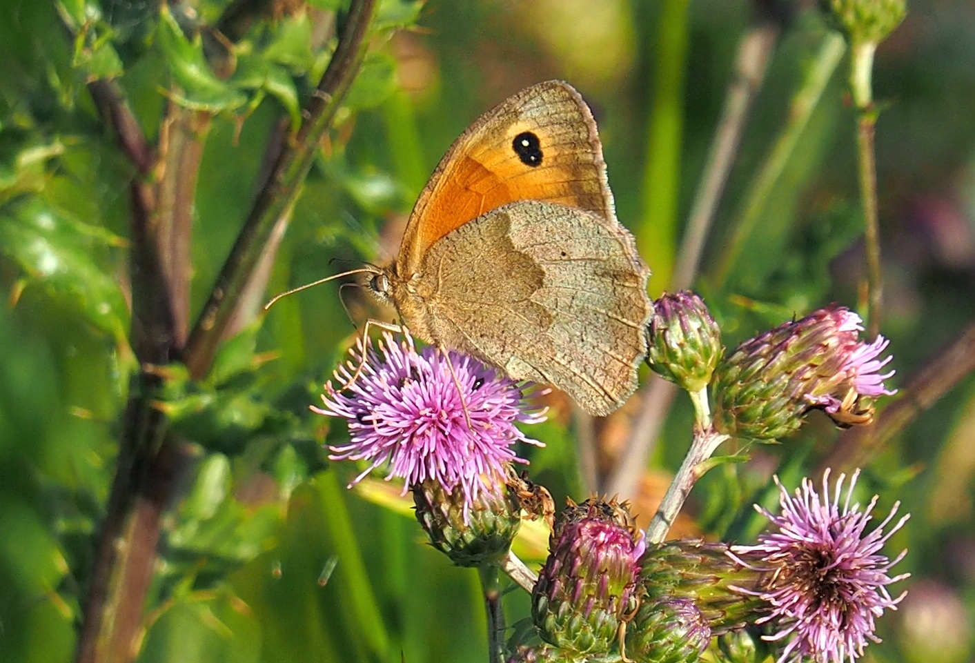 Schmetterling