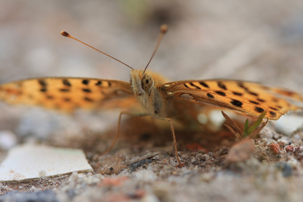 Schmetterling