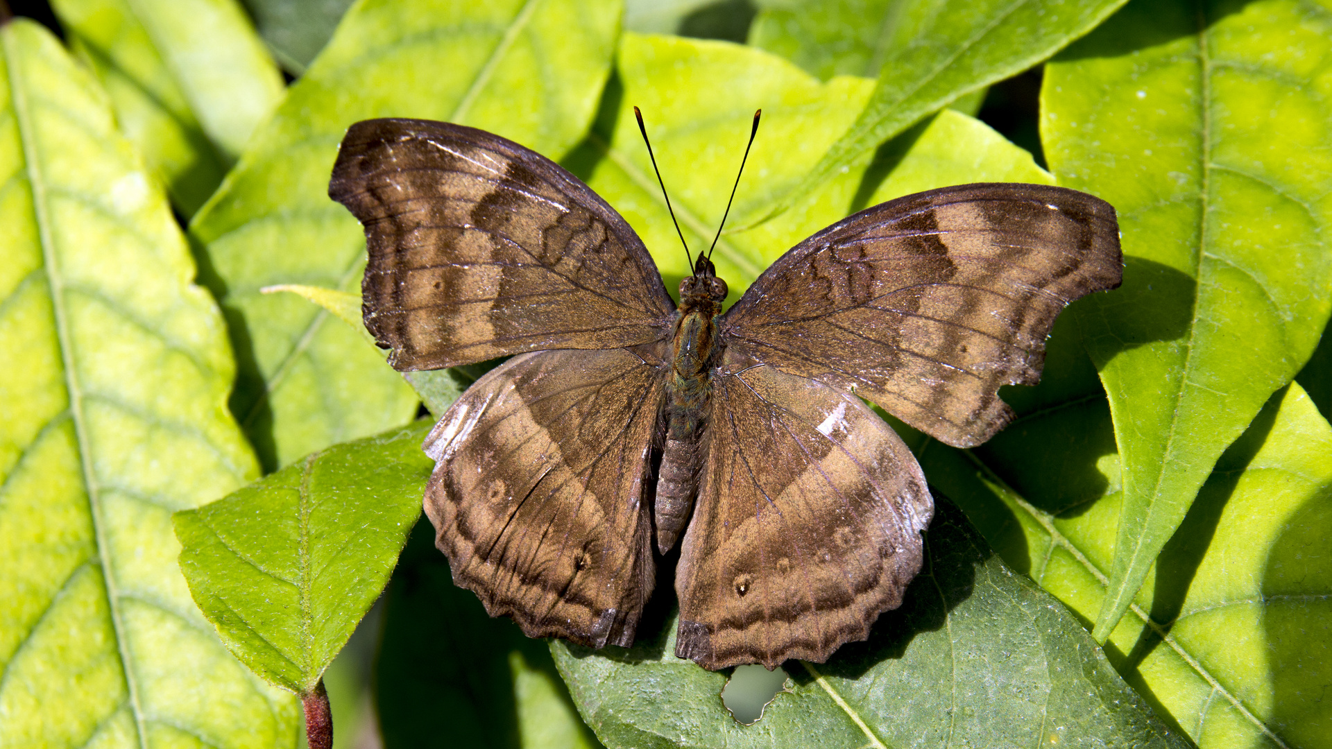 Schmetterling