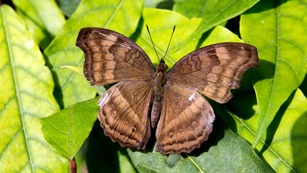 Schmetterling