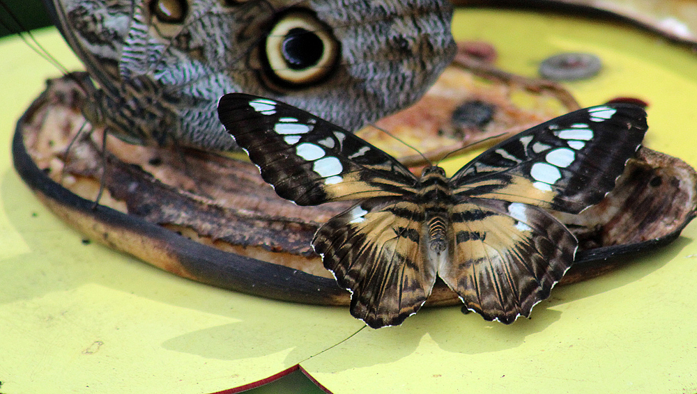 Schmetterling