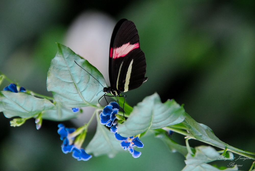 Schmetterling