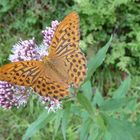 Schmetterling