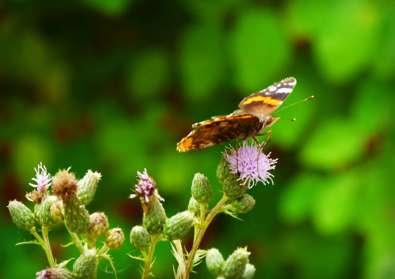 Schmetterling :)