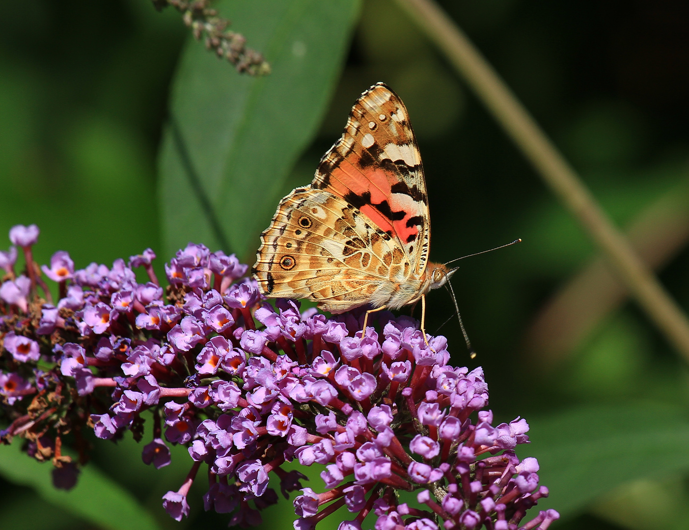 Schmetterling