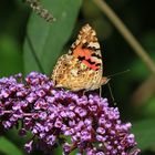 Schmetterling