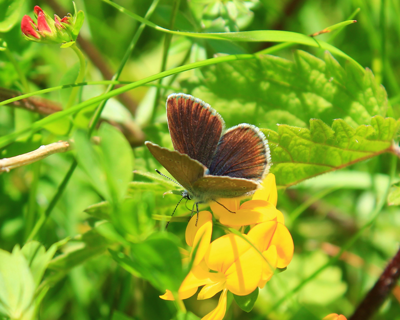 Schmetterling