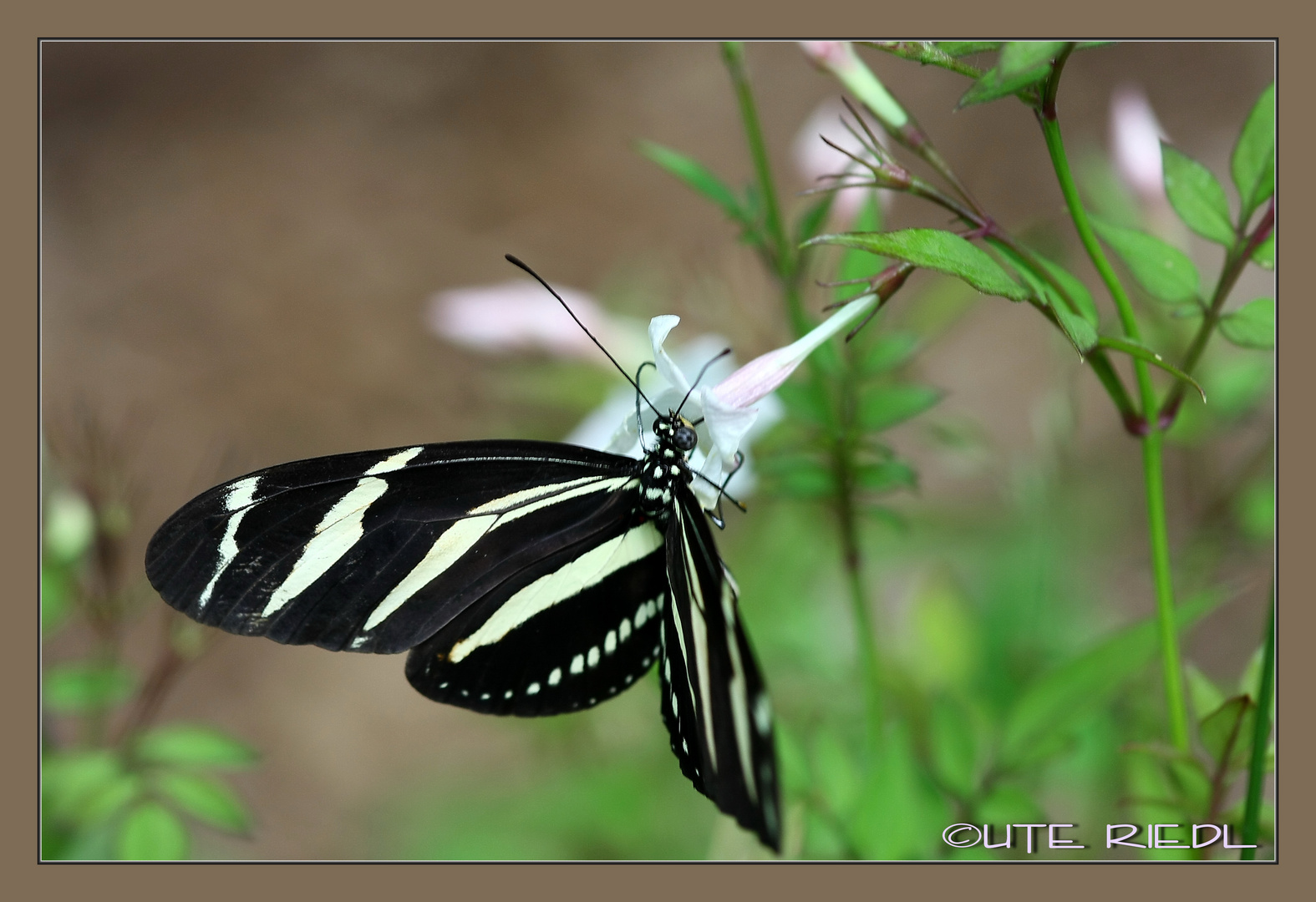 Schmetterling