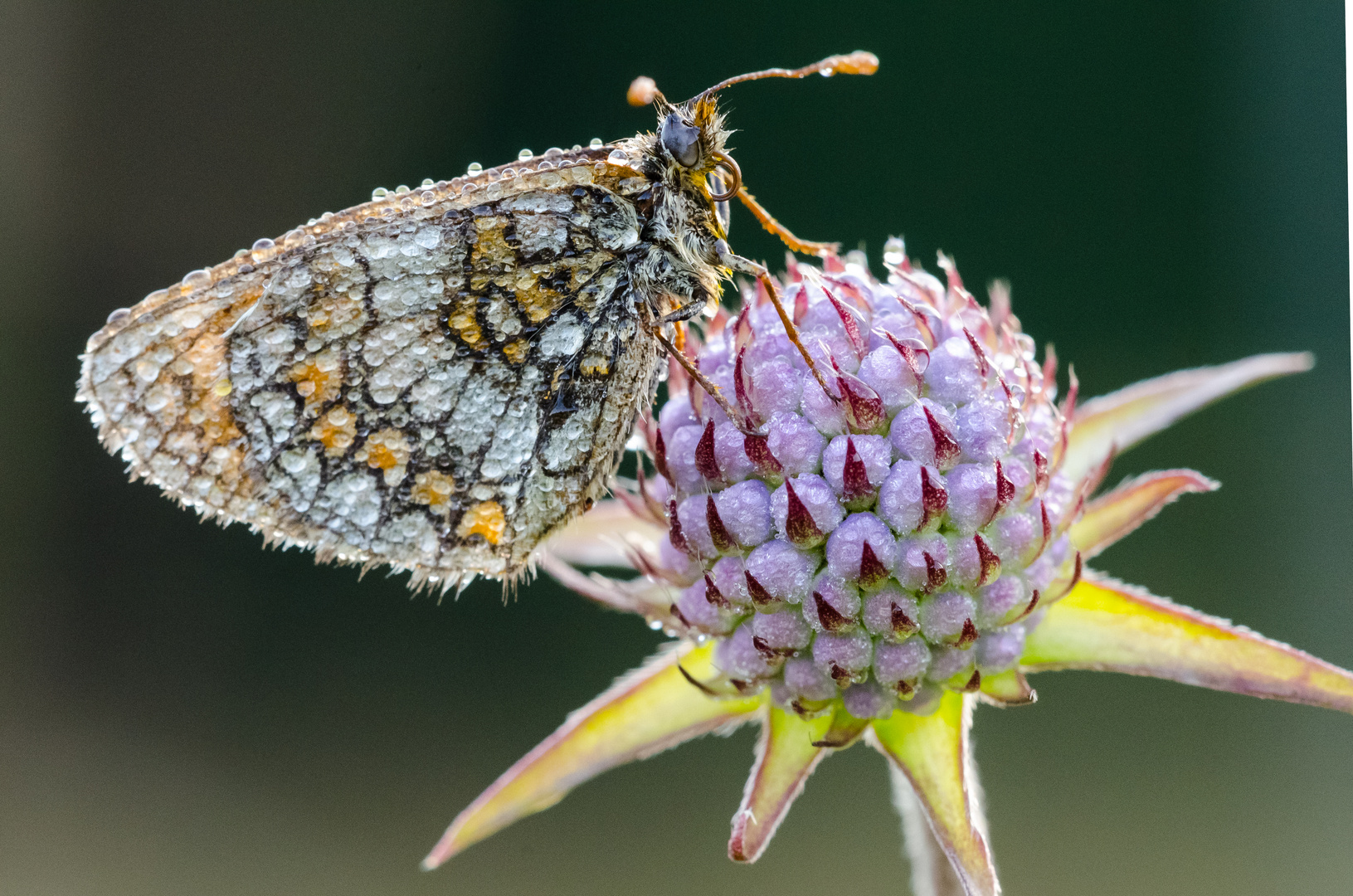 Schmetterling