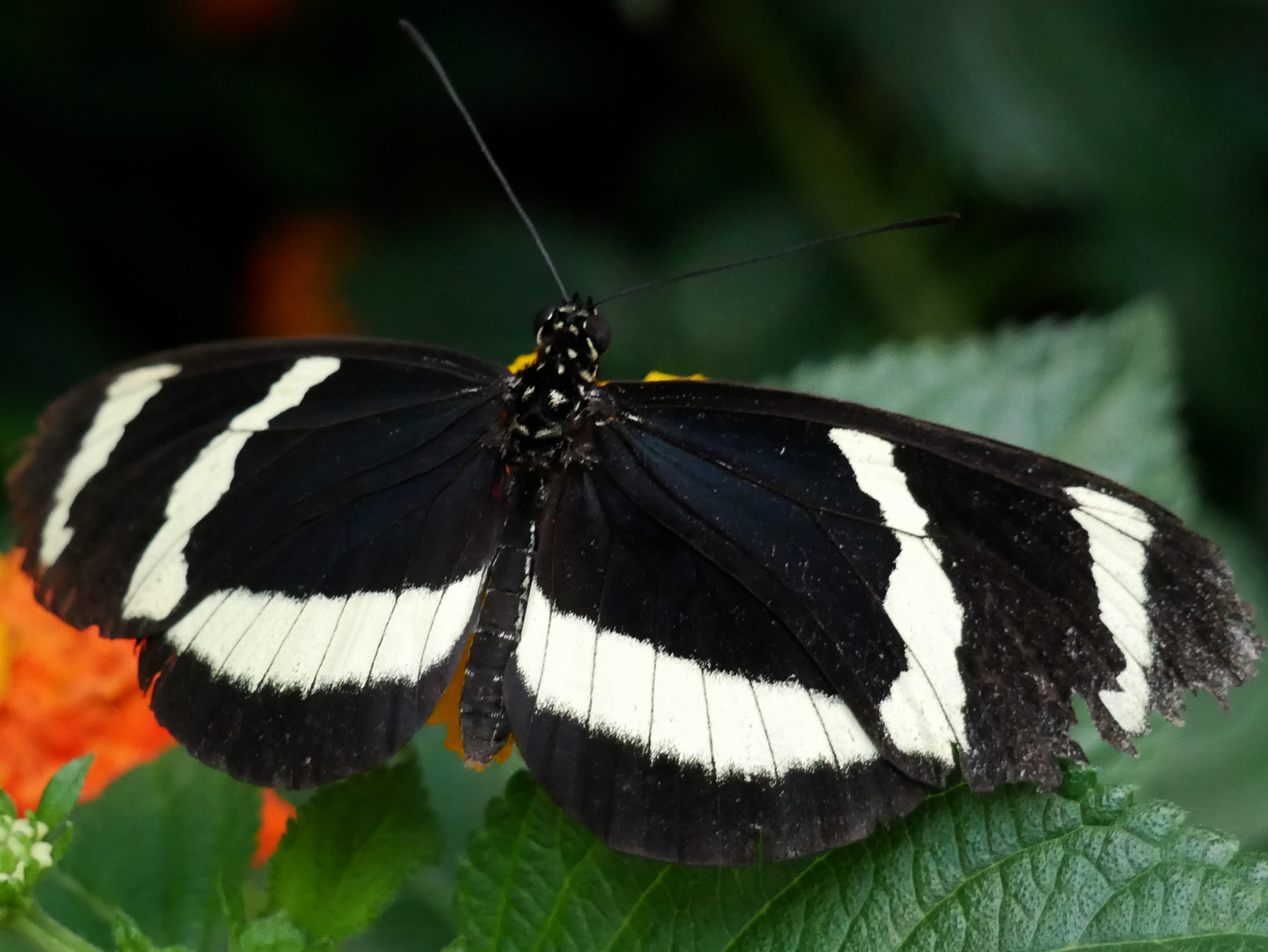 Schmetterling