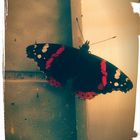 schmetterling