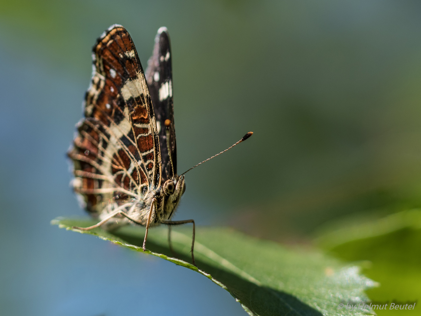 Schmetterling