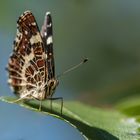 Schmetterling