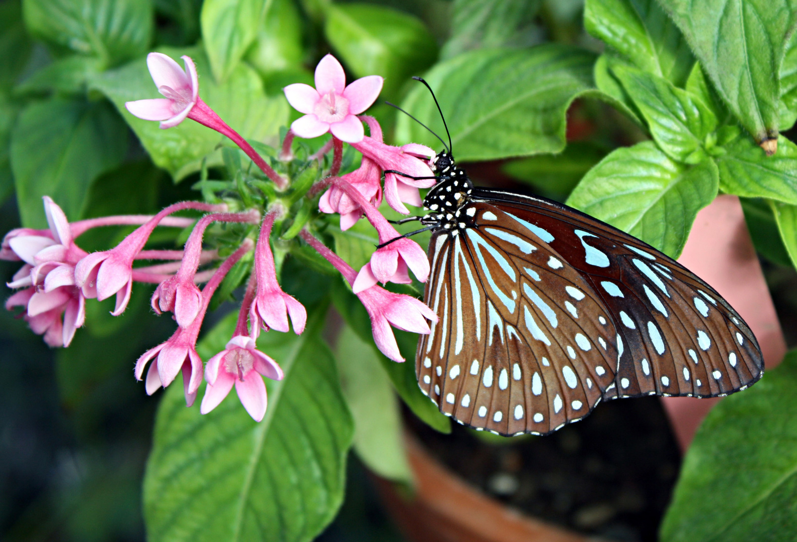 Schmetterling