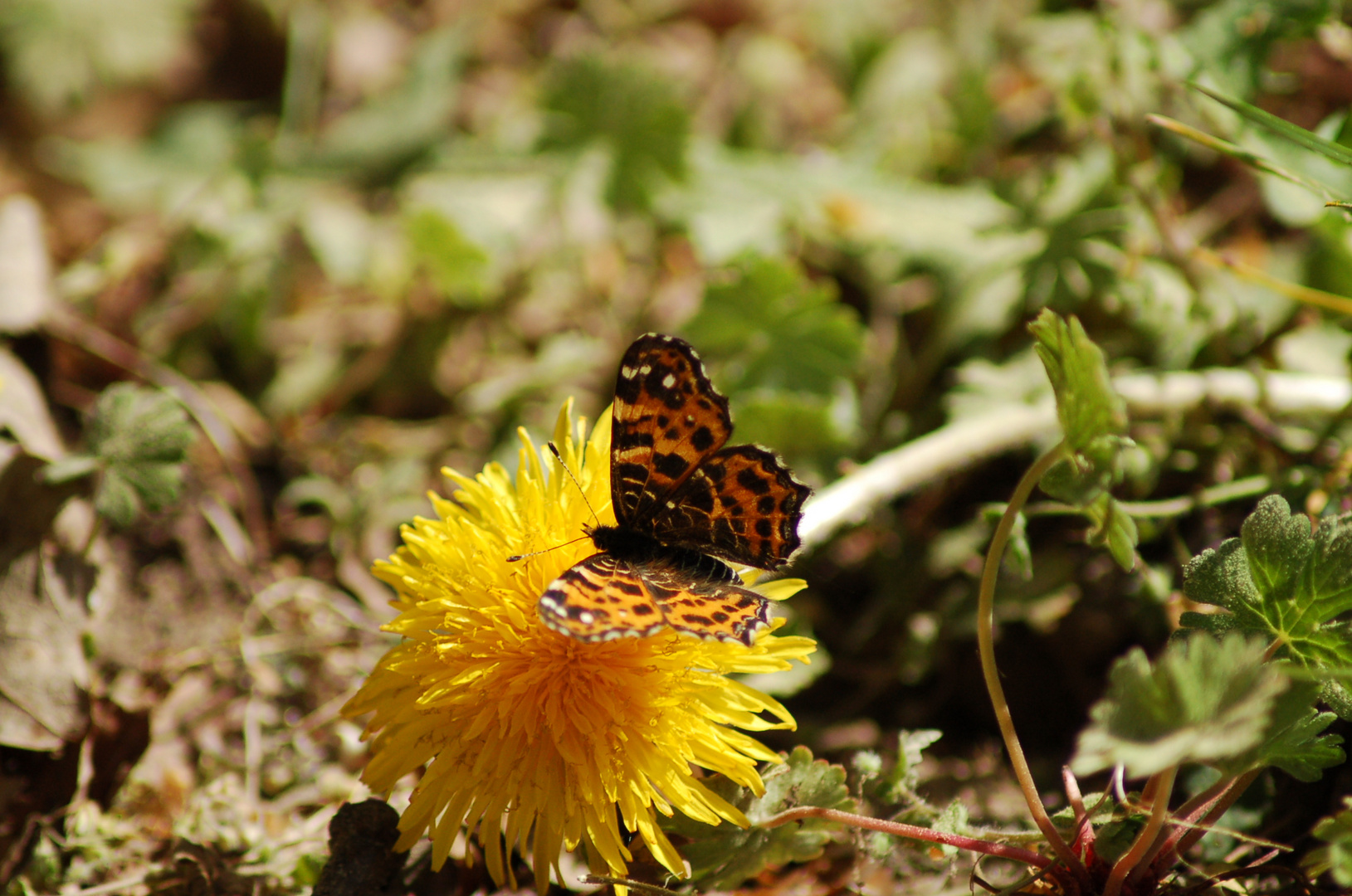 SCHMETTERLING