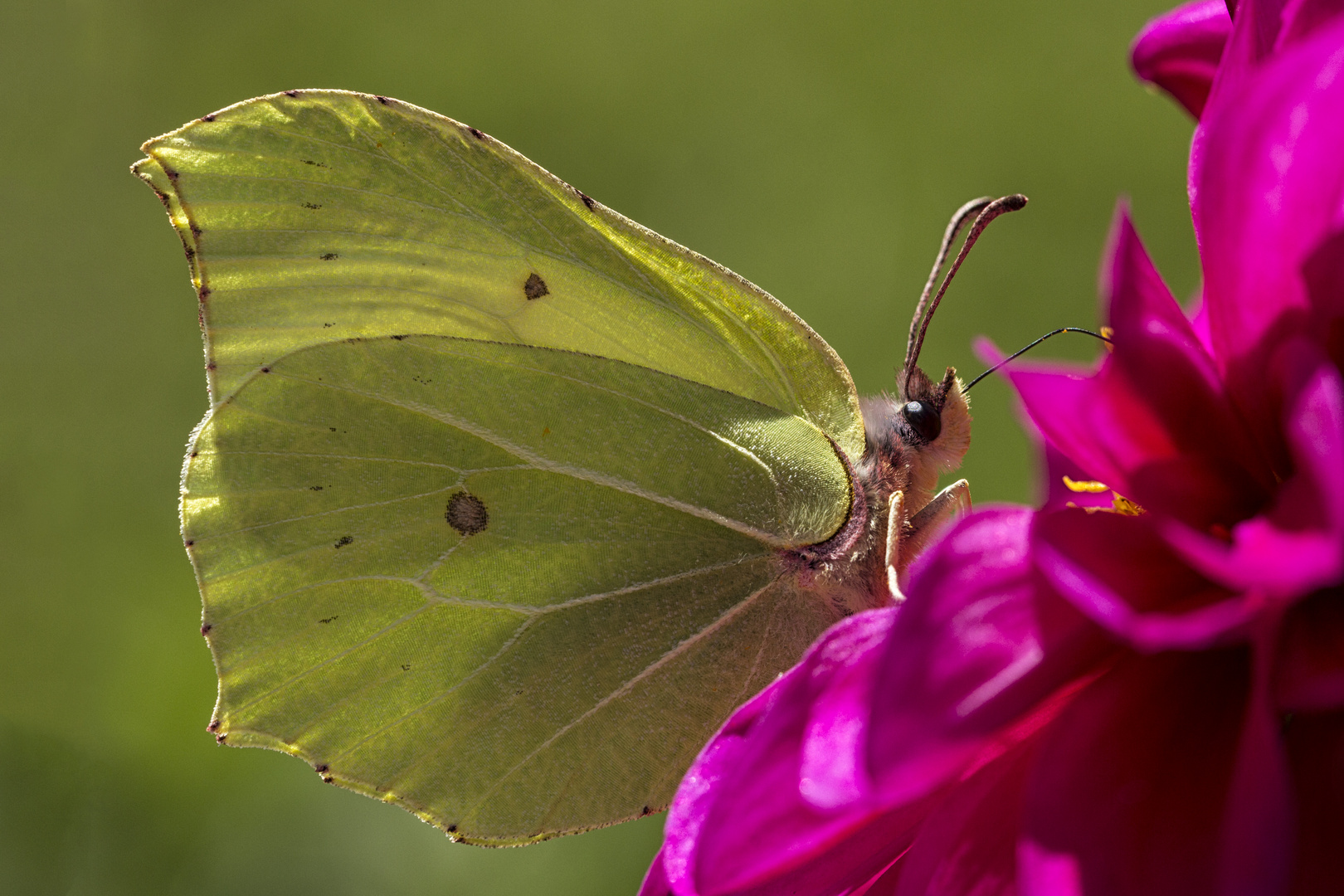 Schmetterling 