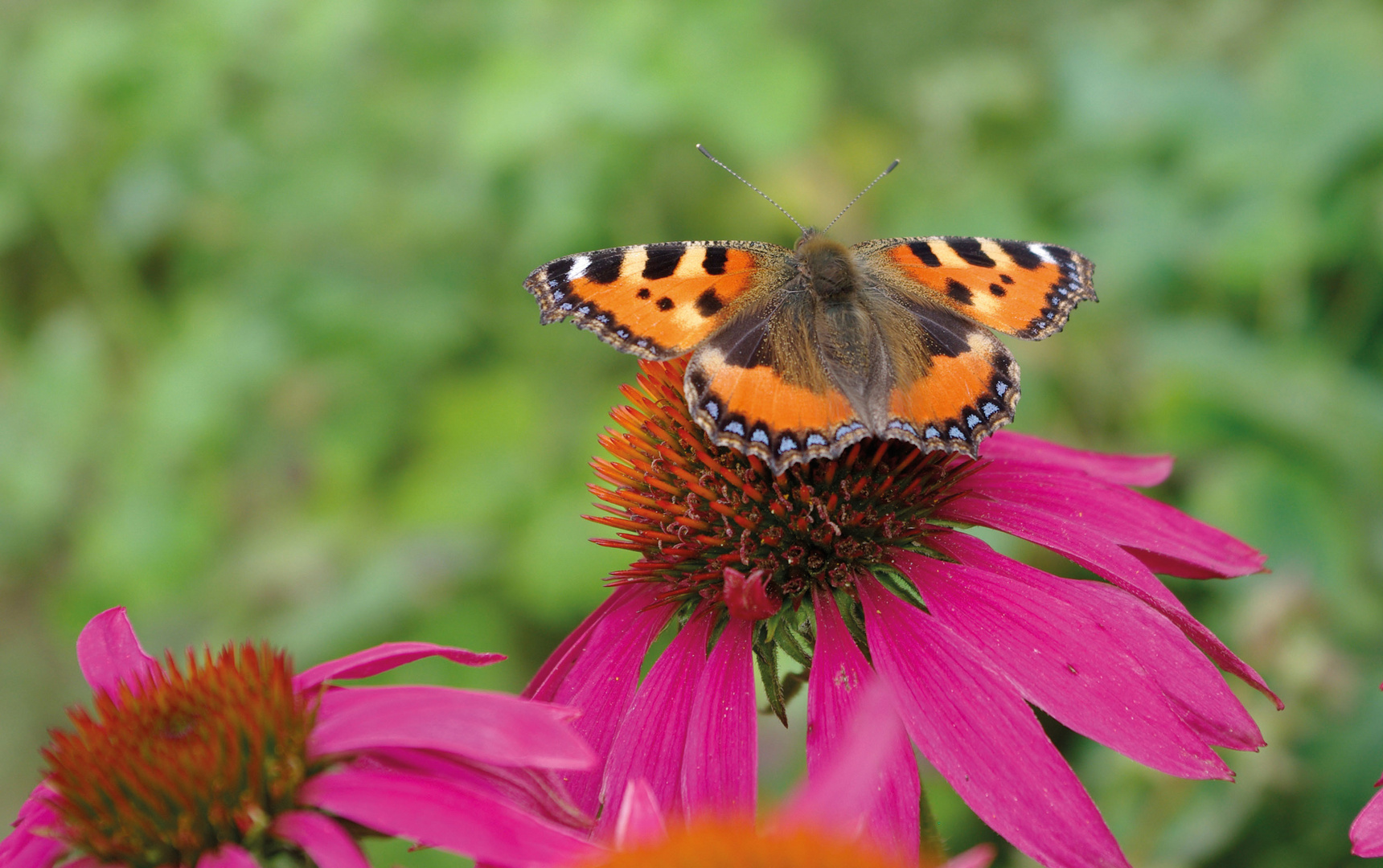 schmetterling