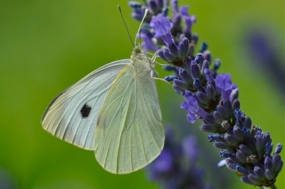 Schmetterling