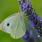 Schmetterling