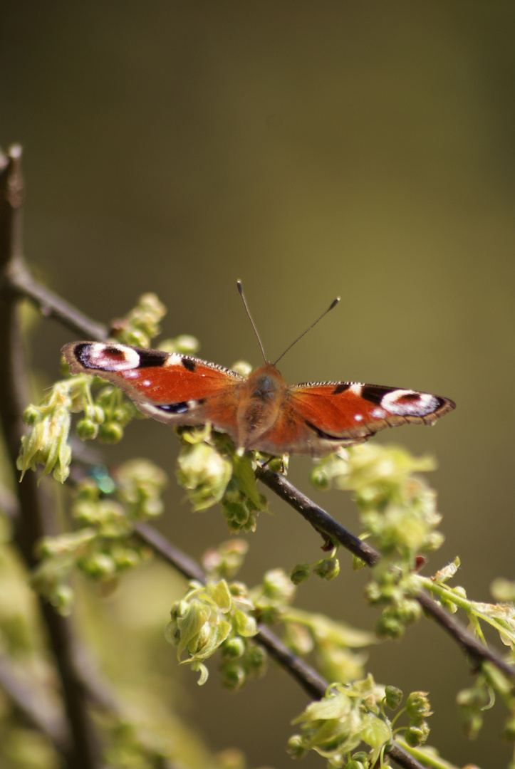 Schmetterling