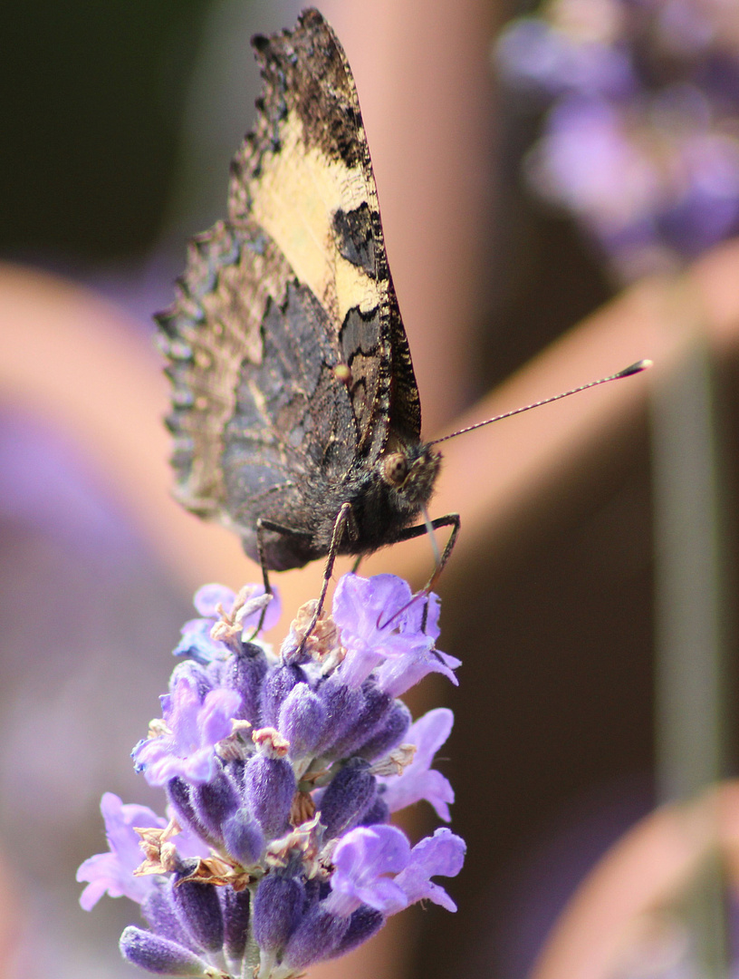 Schmetterling