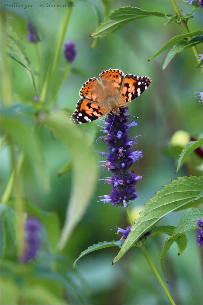 Schmetterling.