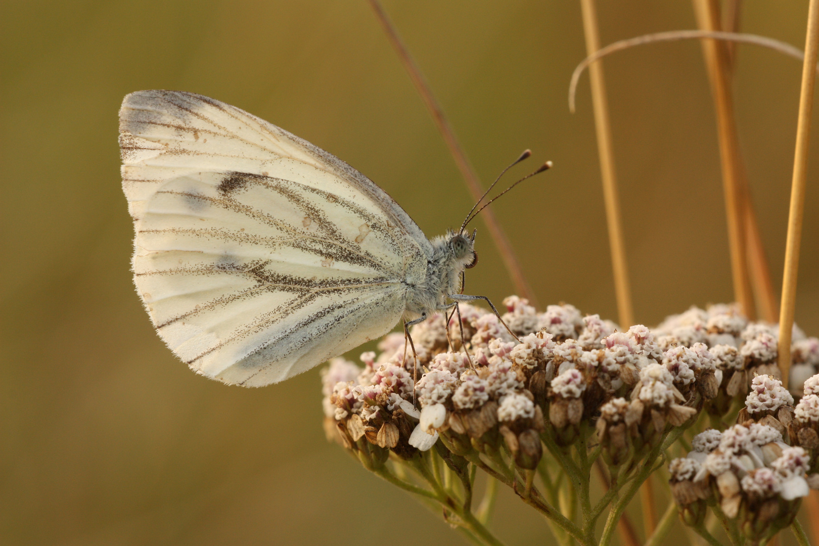 Schmetterling