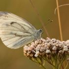 Schmetterling