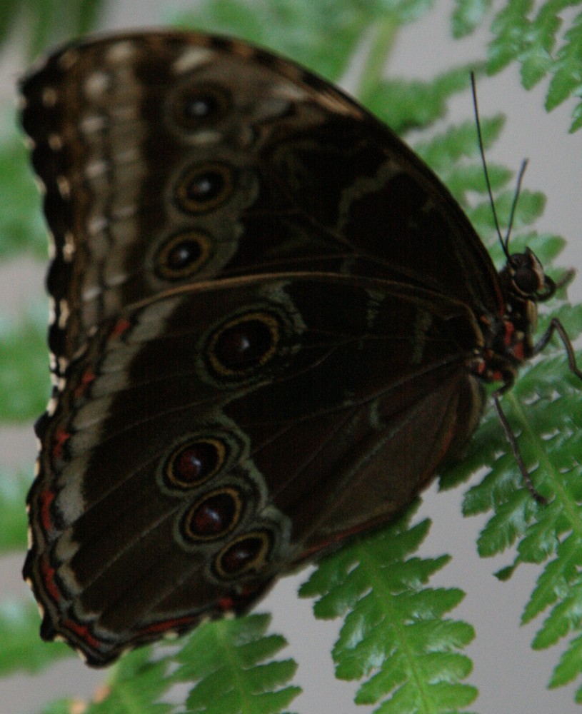 Schmetterling