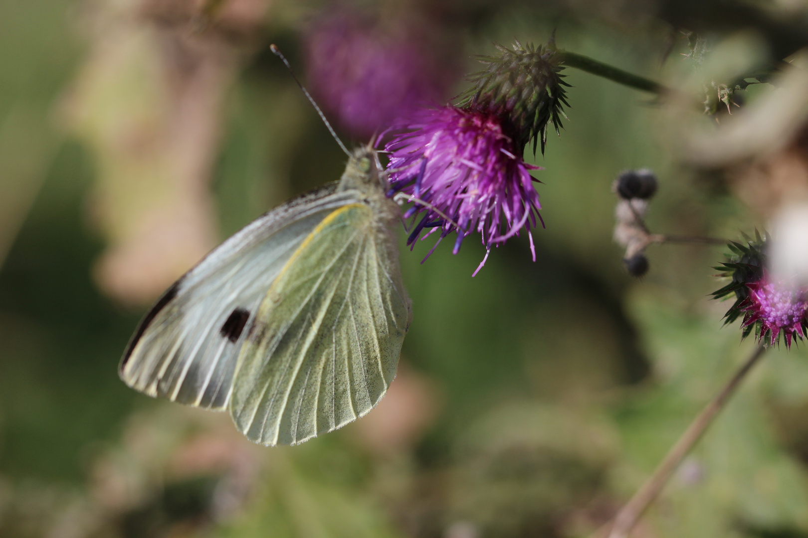 Schmetterling