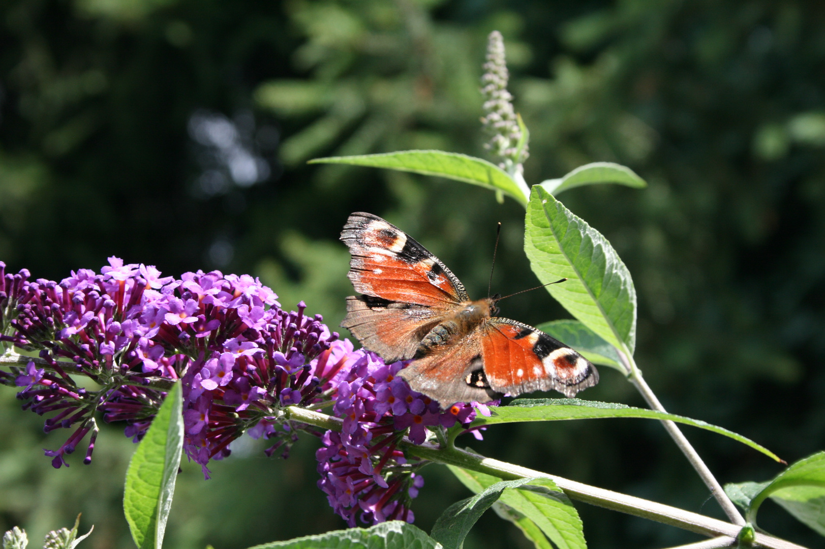 Schmetterling