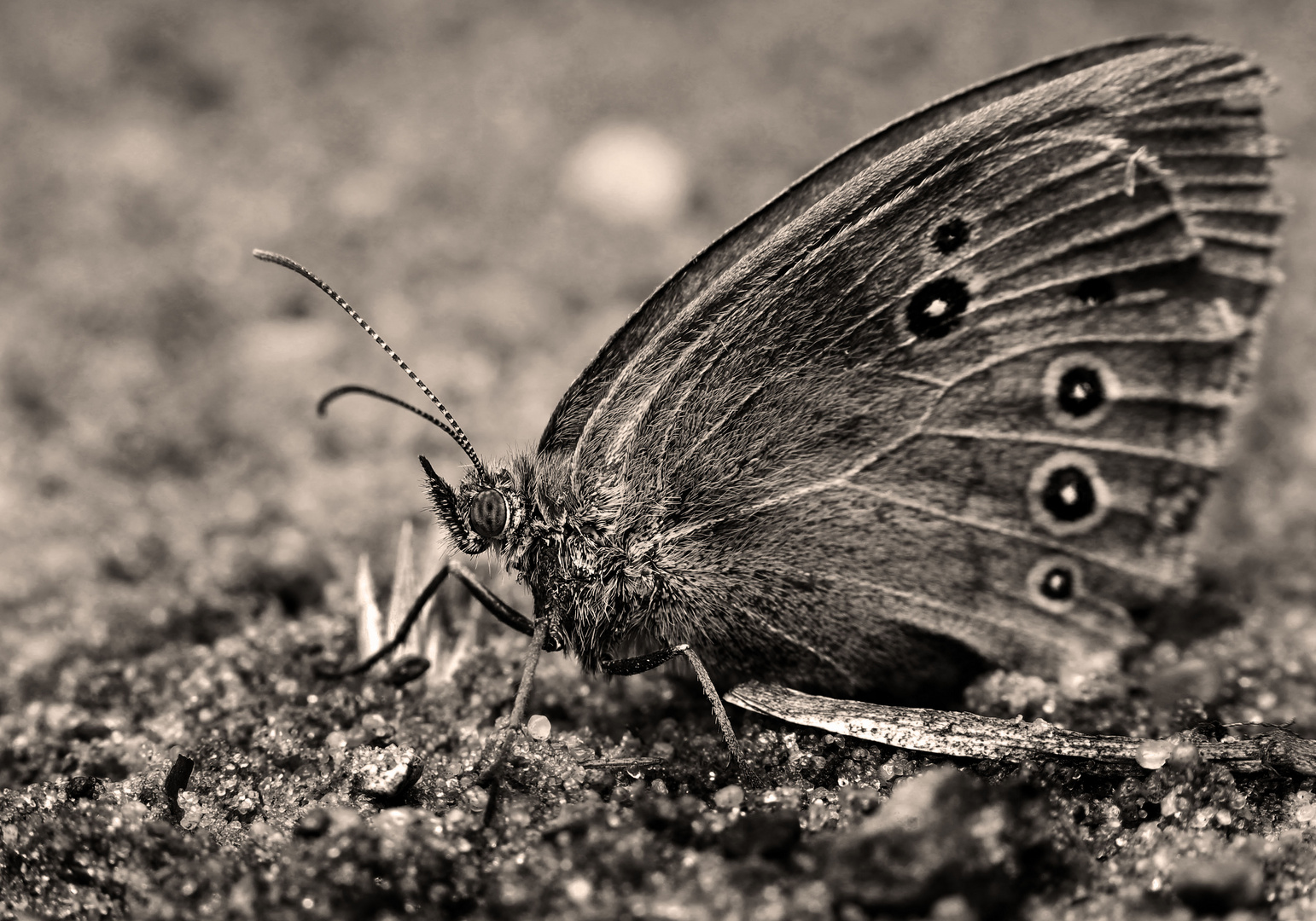 Schmetterling