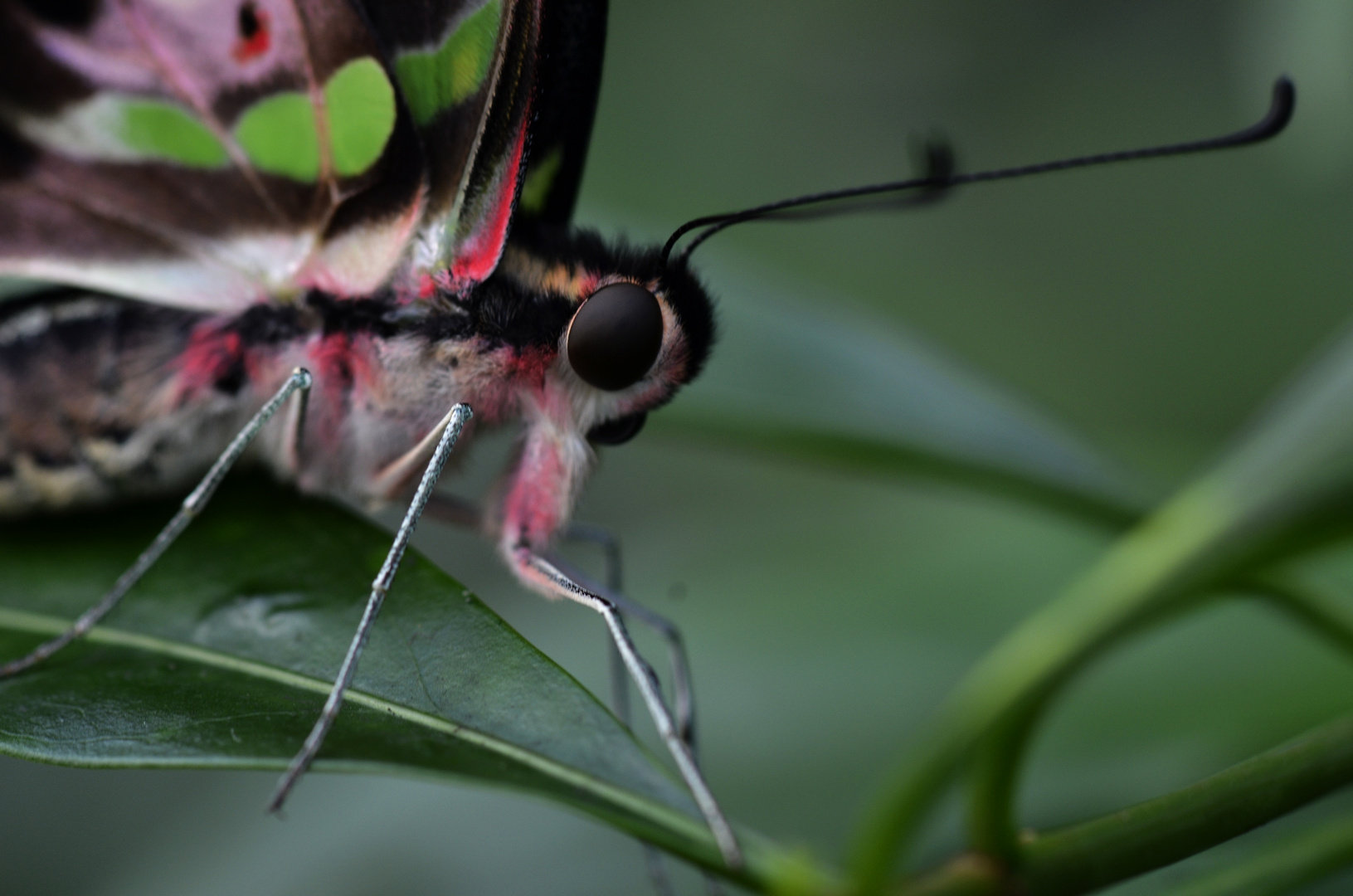 Schmetterling