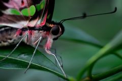 Schmetterling